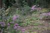 garden scene